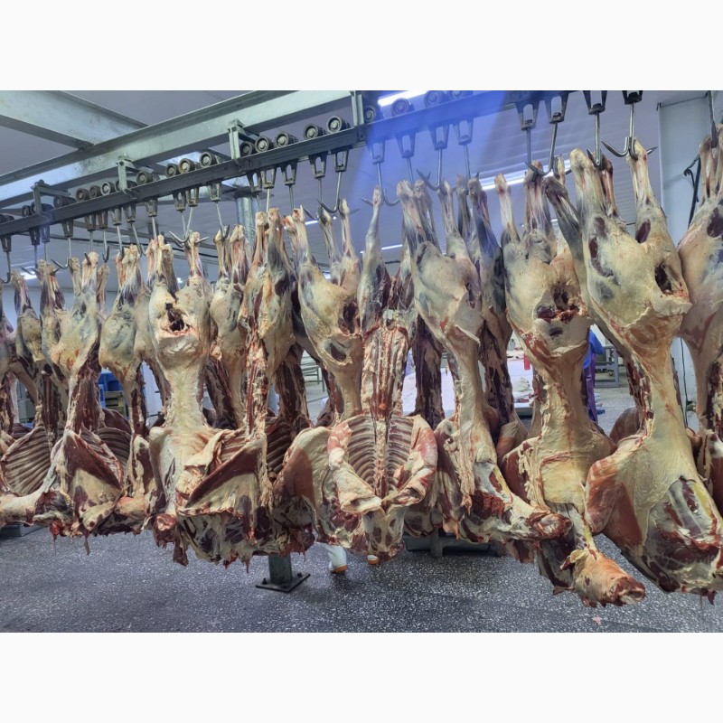 Фото 7. Продам тушки баранов с Монголии с 100 тонн