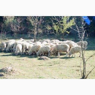 Овцы романовские и Дорпер