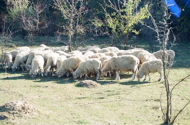 Овцы романовские и Дорпер