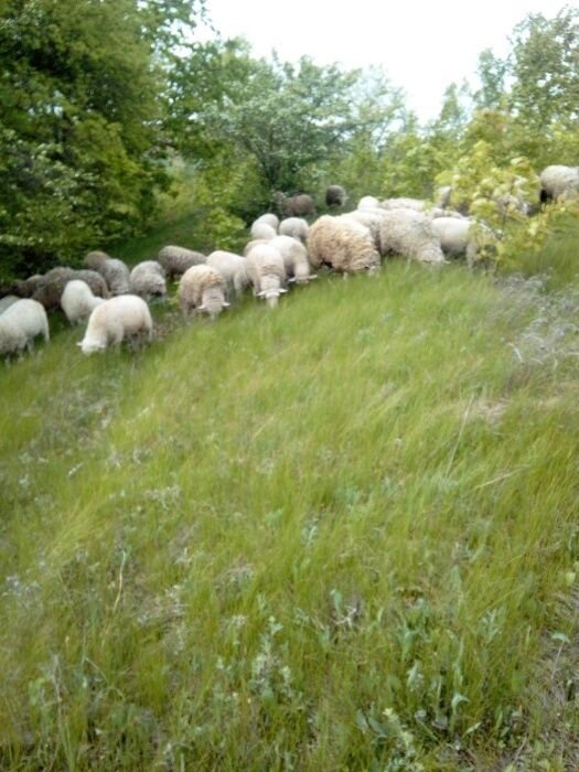 Фото 2. Овцы романовские и Дорпер