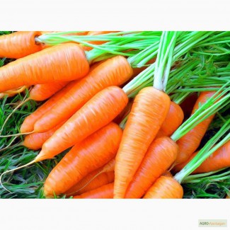 Продам свежую морковь
