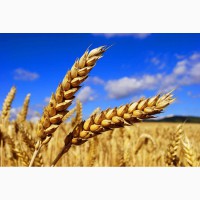 Реализуем пшеницу твердых сортов, сорт DURUM из Казахстана