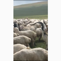 Овцы, Бараны Романовские, Меринос Баку Турция