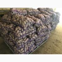 Продам картофель на экспорт