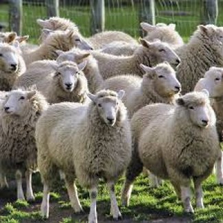 Продаём овец Баранов