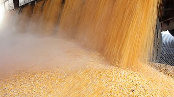 Кукуруза - прямые ЖД поставки в Азебайджан
