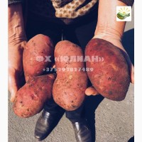 Картофель оптом из Беларуси