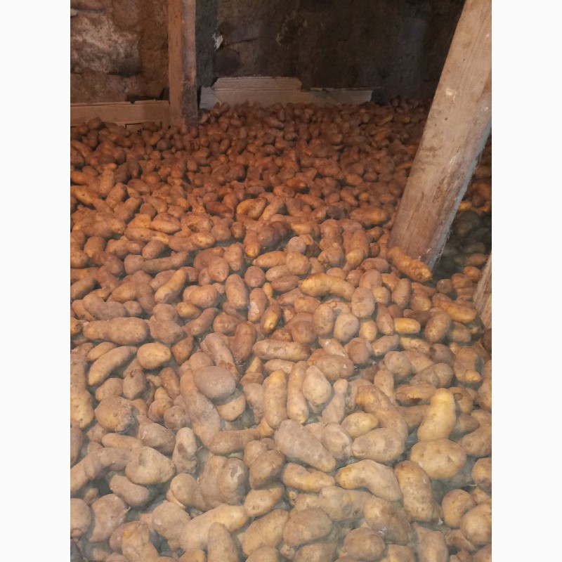 Фото 2. Продам картофель кедабек село Новоивановка