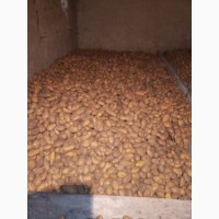 Продам картофель кедабек село Новоивановка