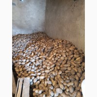 Продам картофель кедабек село Новоивановка