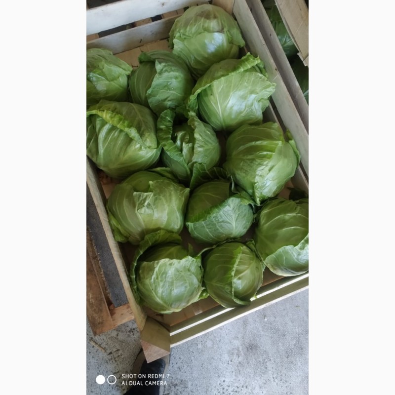 Фото 5. Продам молодую и пекинскую капусту от производителя с Узбекистана