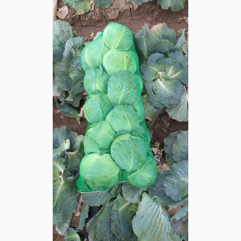 Фото 7. Продам молодую и пекинскую капусту от производителя с Узбекистана