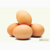 Temiz mayali yaponka yumurtalari satilir