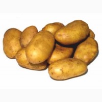 Семенной картофель из Беларуси. Картофель Уладар