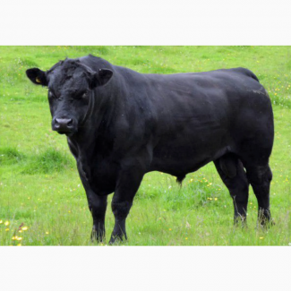 Предоставляем на экспорт КРС с Украины - бык, корова живой вес