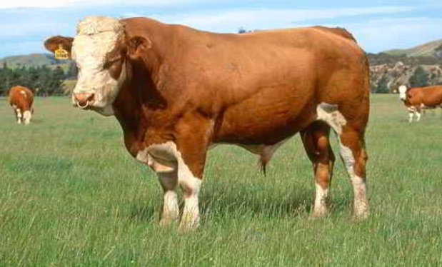 Фото 2. Предоставляем на экспорт КРС с Украины - бык, корова живой вес