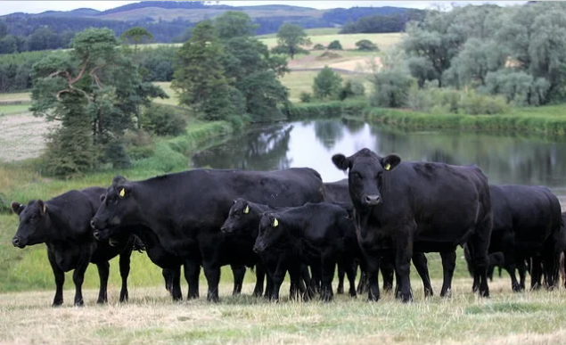 Фото 3. Предоставляем на экспорт КРС с Украины - бык, корова живой вес