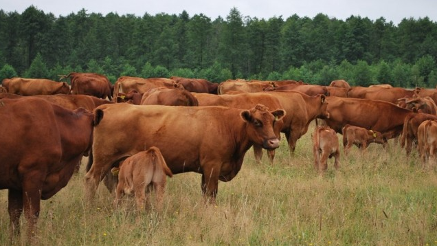 Фото 4. Предоставляем на экспорт КРС с Украины - бык, корова живой вес