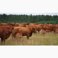 Предоставляем на экспорт КРС с Украины - бык, корова живой вес