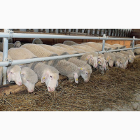 Фото 2. Предоставляем на экспорт с Украины - МРС (овцы, ягнята) живой вес
