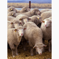 Предоставляем на экспорт с Украины - МРС (овцы, ягнята) живой вес