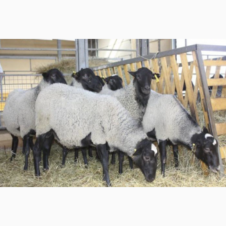 Фото 4. Предоставляем на экспорт с Украины - МРС (овцы, ягнята) живой вес