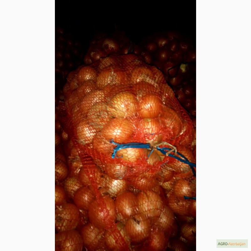 Фото 2. ЛУК качественный - поставщик из Украины - Овощи, фрукты