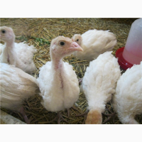 Продаем инкубационные индюшиные яйца и цыплят сорта Канада