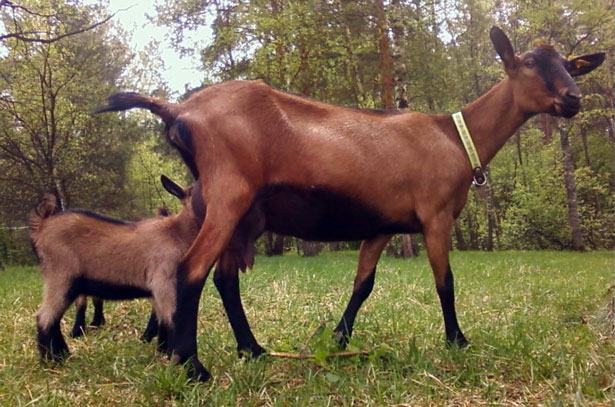Фото 3. Племенные козы Чешские гнедые Элита и Элита Рекорд