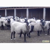 Куплю овец ягнять Романовской породы оптом
