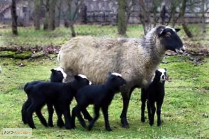 Фото 2. Куплю овец ягнять Романовской породы оптом