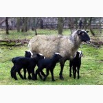 Куплю овец ягнять Романовской породы оптом
