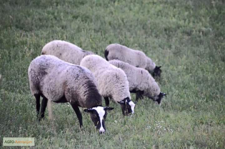 Фото 3. Куплю овец ягнять Романовской породы оптом
