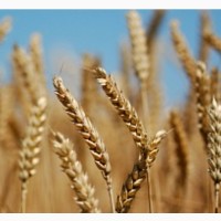 Продам пшеница семена на посев