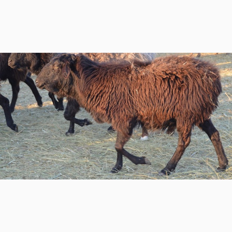 Основные характеристики мясных пород овец и баранов