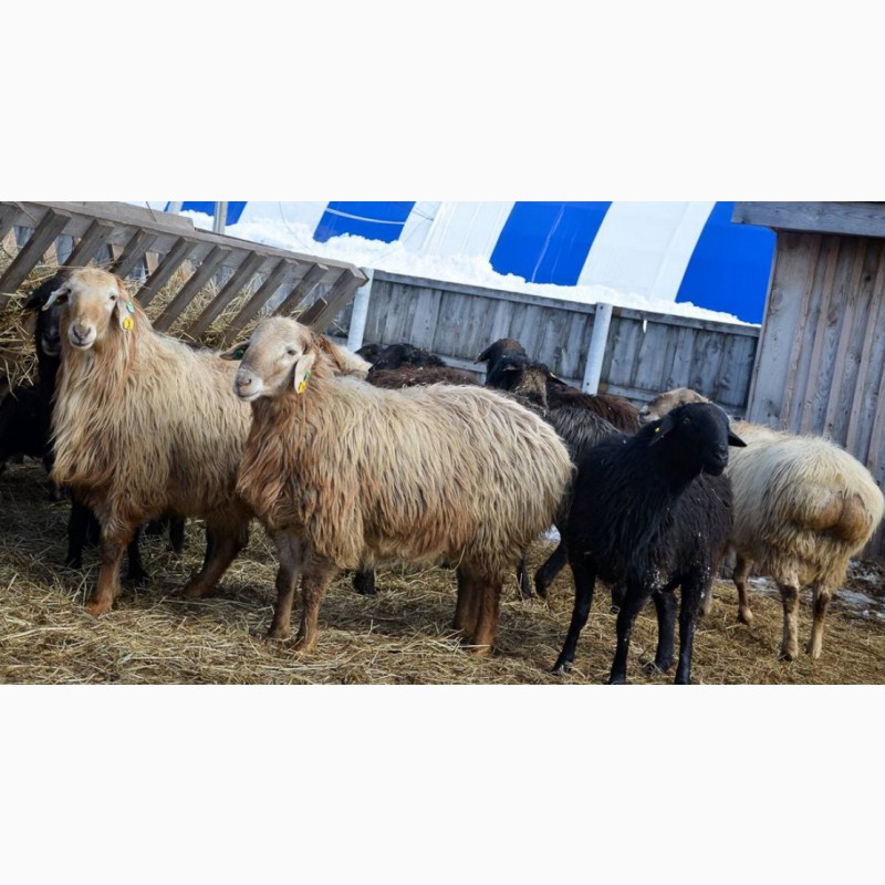 Фото 2. Племенные овцы породы Эдильбаевская (из Европы класса Элита и Элита Рекорд)