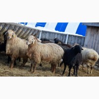 Племенные овцы породы Эдильбаевская (из Европы класса Элита и Элита Рекорд)