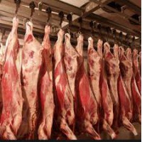 Продам живой скот, мясо заморозка и охлажденное, говядина, телятина, баранина, халяль