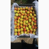 Срочно продам овощи и фрукты от Кыргызтана
