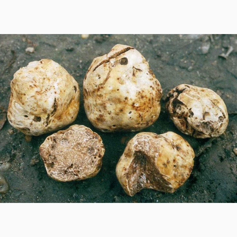 Как растут грибы трюфели фото и описание