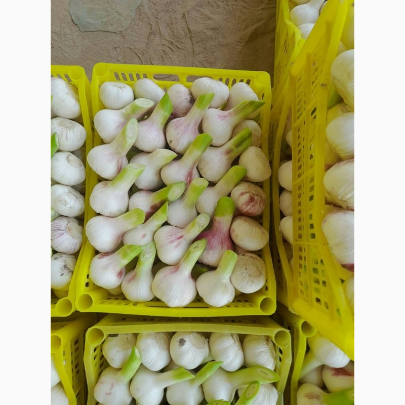 Фото 2. Продам молодой чеснок и другие овощи от производителя с Узбекистана