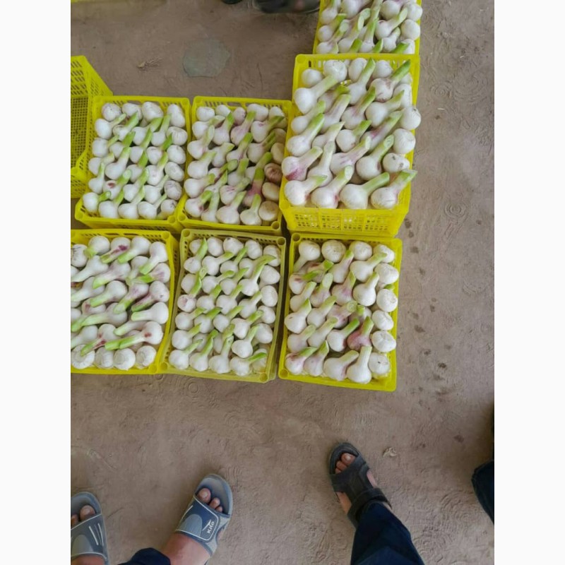 Фото 4. Продам молодой чеснок и другие овощи от производителя с Узбекистана