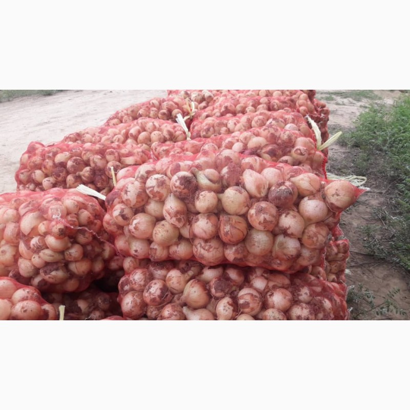 Фото 6. Продам молодой чеснок и другие овощи от производителя с Узбекистана