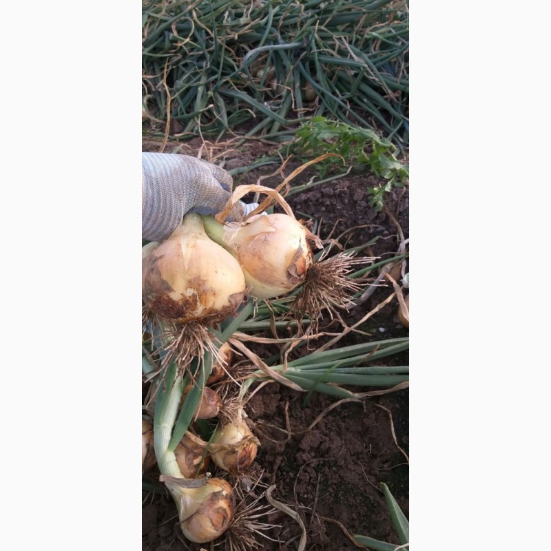 Фото 8. Продам молодой чеснок и другие овощи от производителя с Узбекистана
