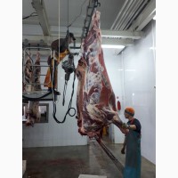 Мясо говядина, быки (заморозка)